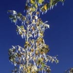icicles on tree