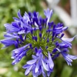 perennialsized
