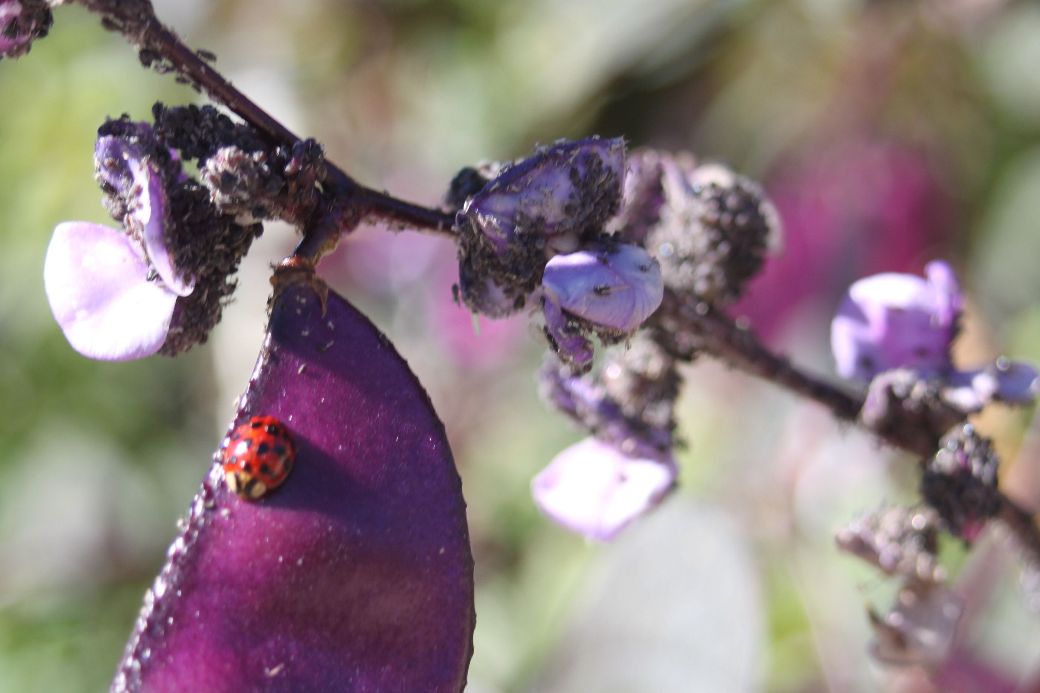 real purple ladybugs