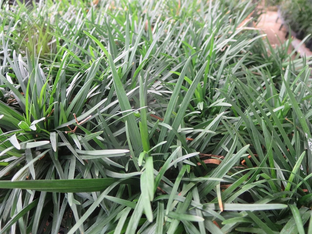 Cover more ground with groundcovers. | Rainbow Gardens