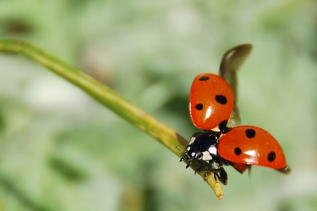 ladybird beetle feeding