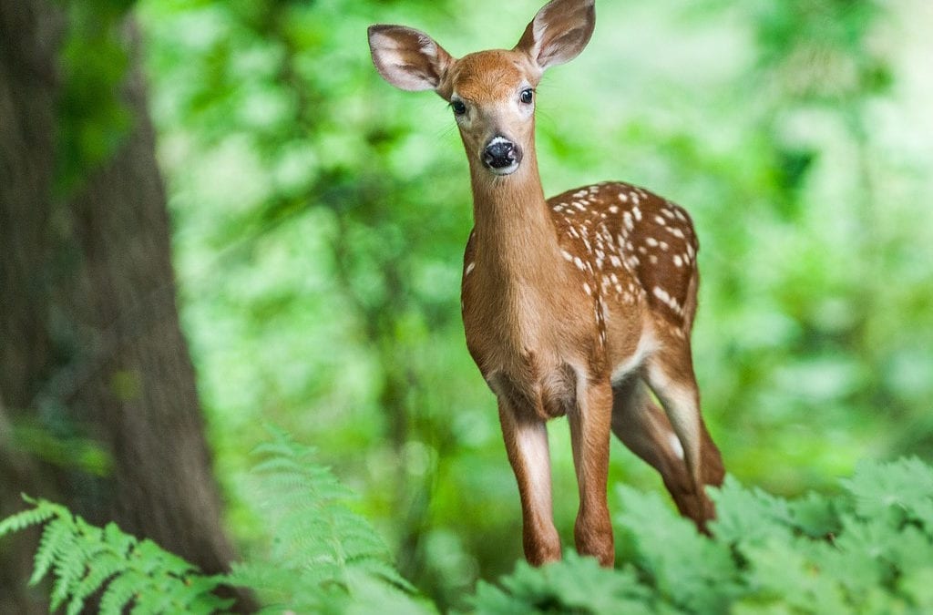 what sound does a deer make when scared