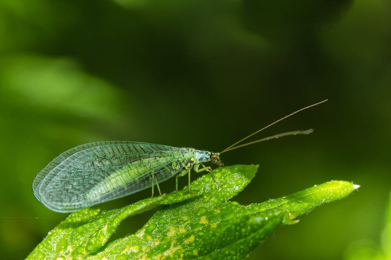 The Helpful Green Lacewing - FineGardening