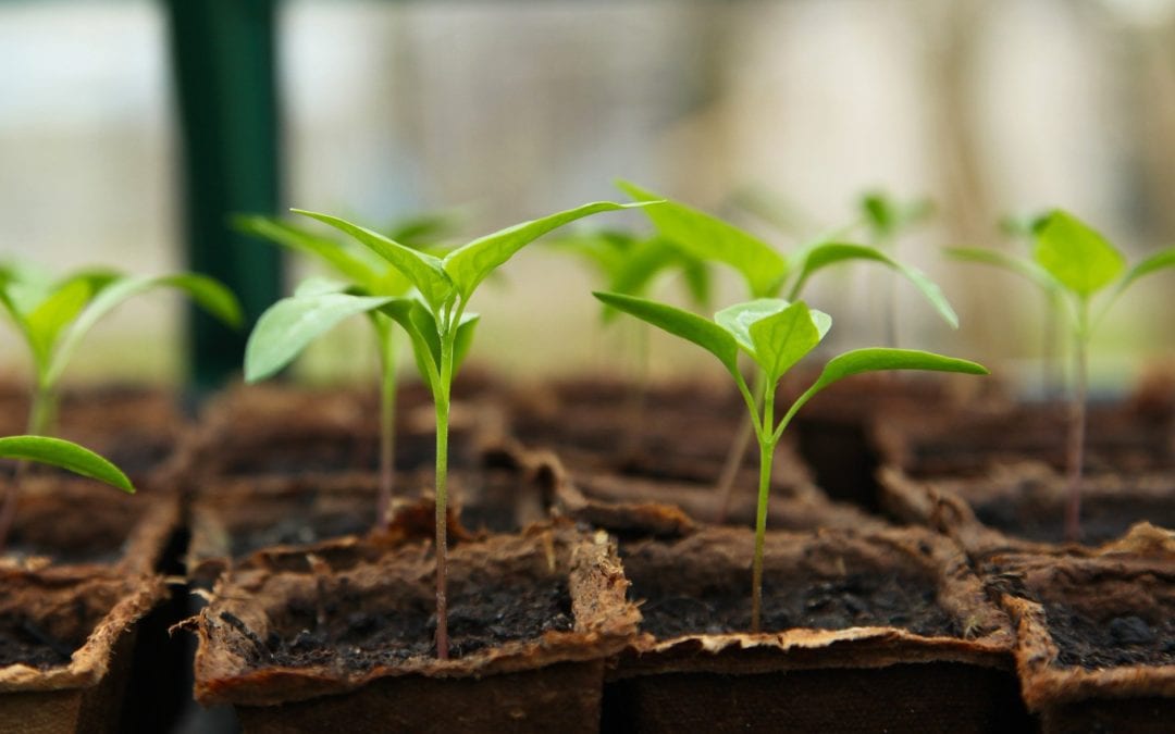 indoor seedlings falling over