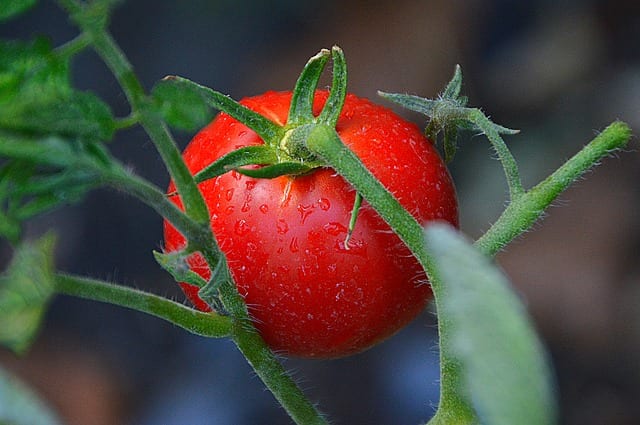 Late-season garden hacks for pulling every last tomato from the