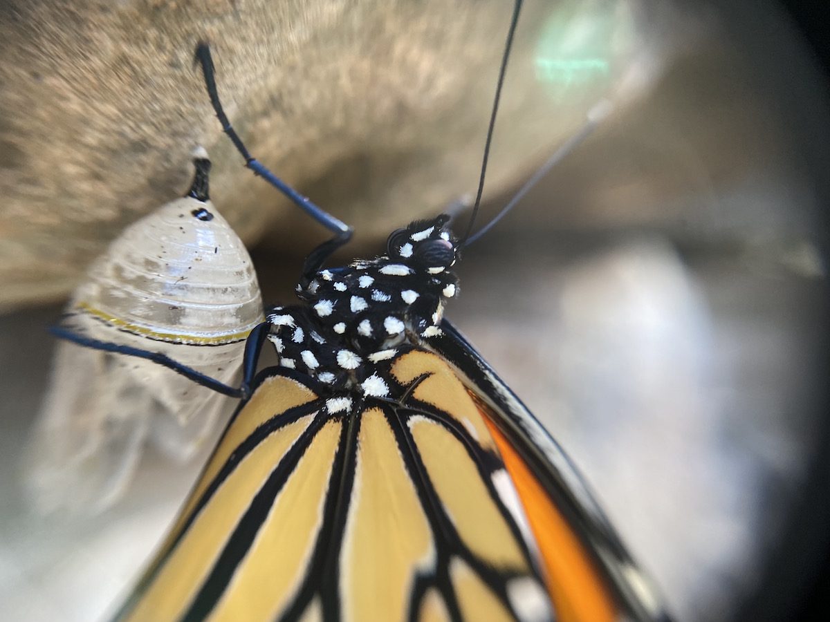 Story Time in the Garden - Butterflies 