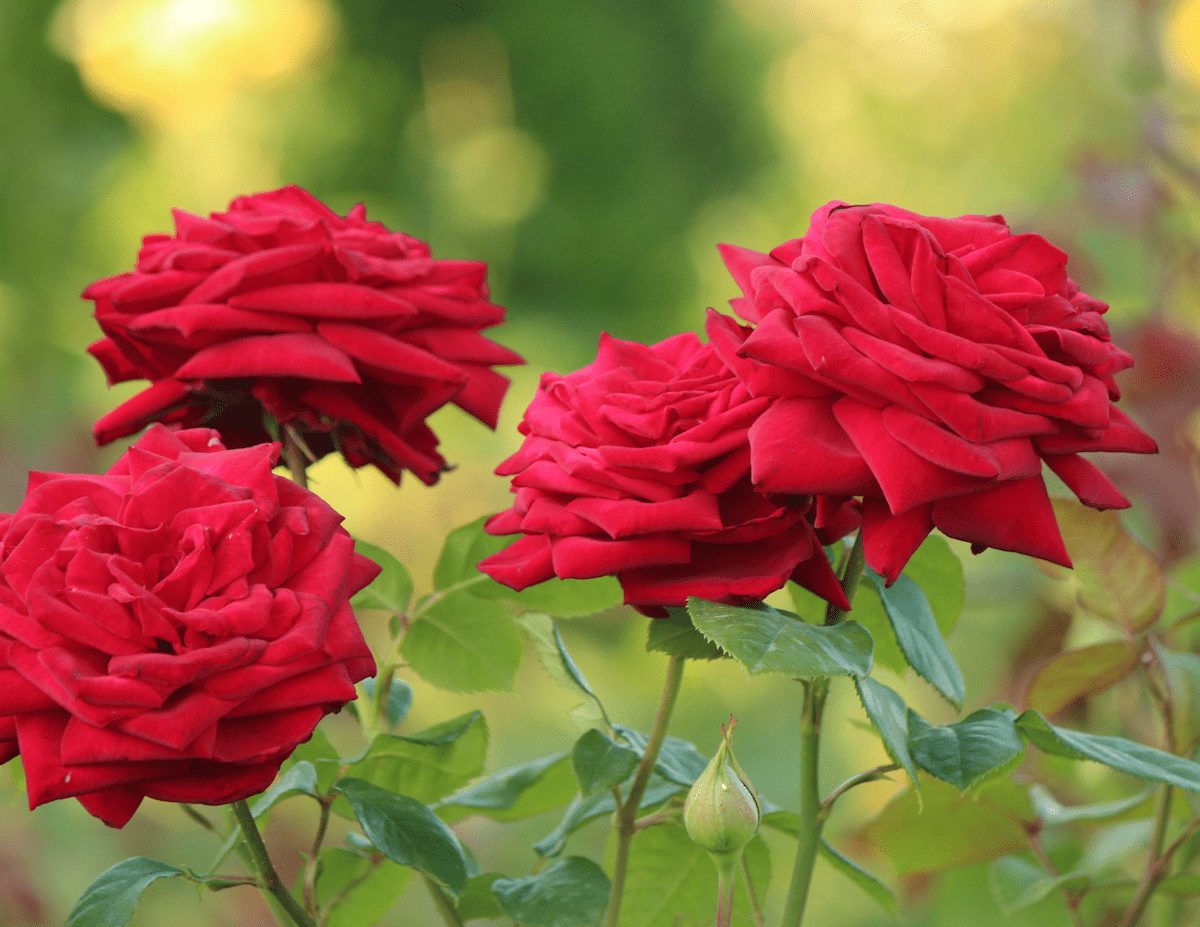 Mister Lincoln Hybrid Tea Rose