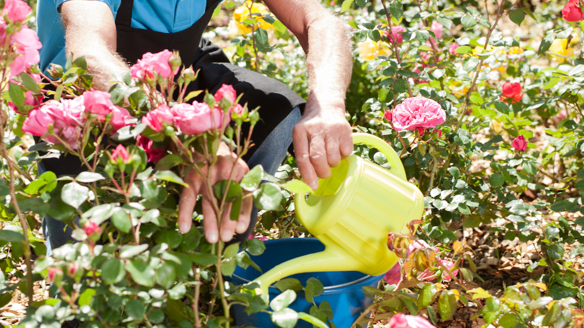 Tips for Growing Roses Successfully in San Antonio, Texas