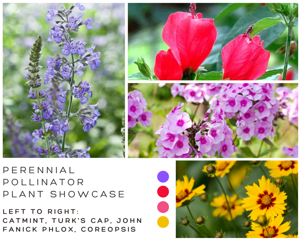 List Of Four Perennial Pollinator Plants For San Antonio 3399