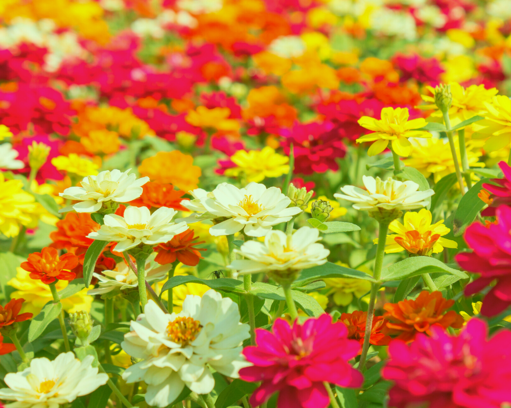 A List of Seasonal Annuals Appropriate for San Antonio Texas