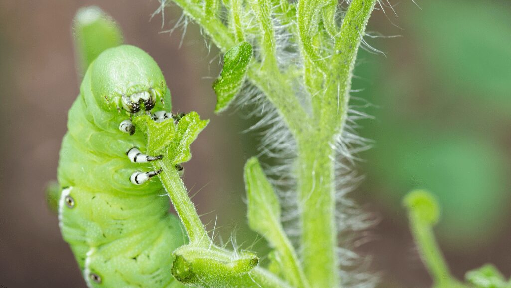 Help for Identifying Pests that Frequently Target Tomatoes.